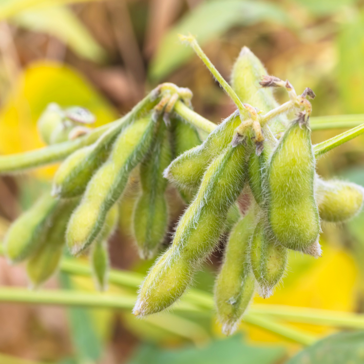 Harnessing the Power of Cold Climate Bioactives: Nature's Resilience for Modern Wellness