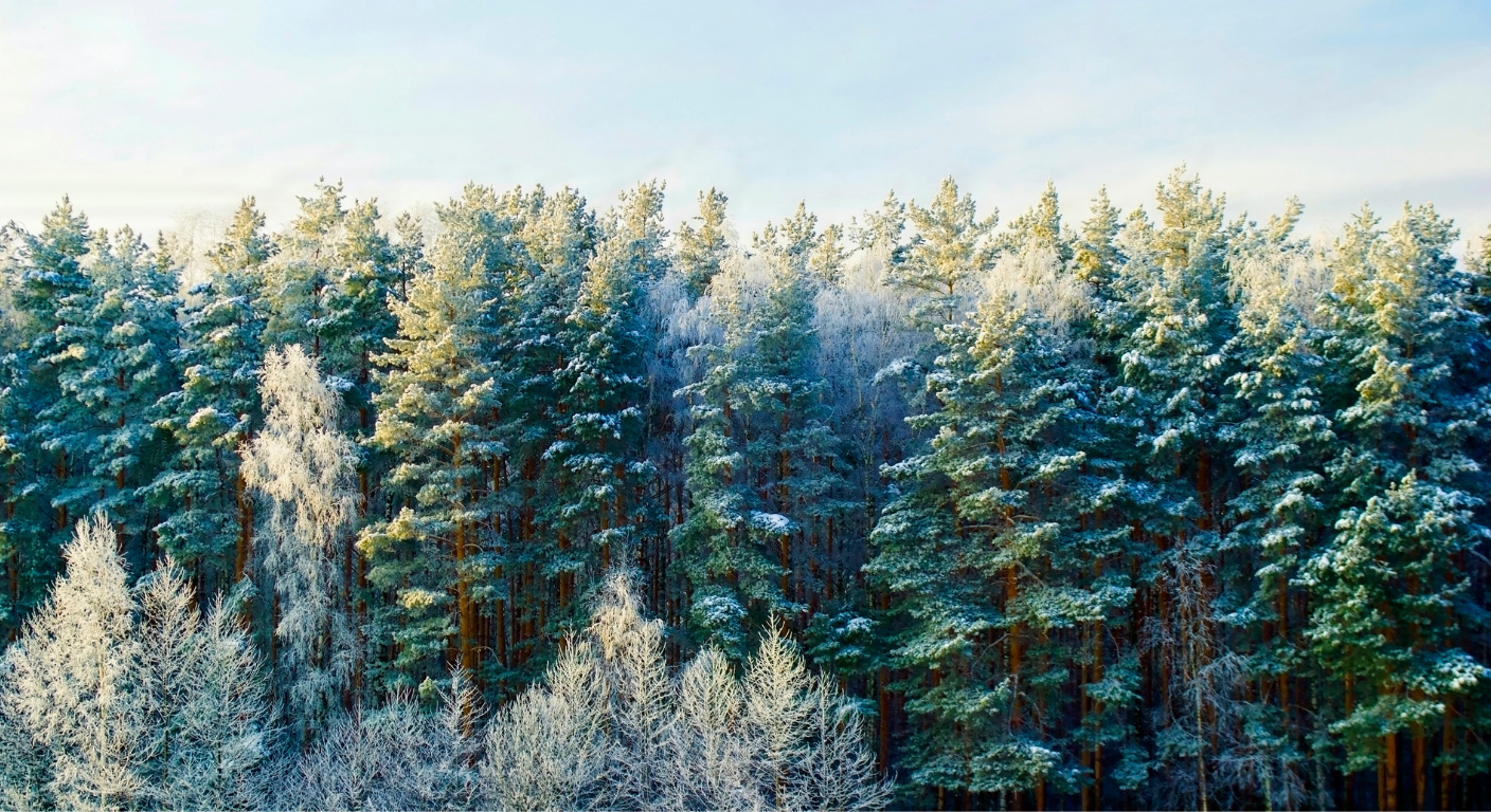 lumare skincare Frozen forest with snow-covered trees under a clear blue sky
